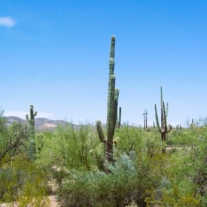 Cactus3